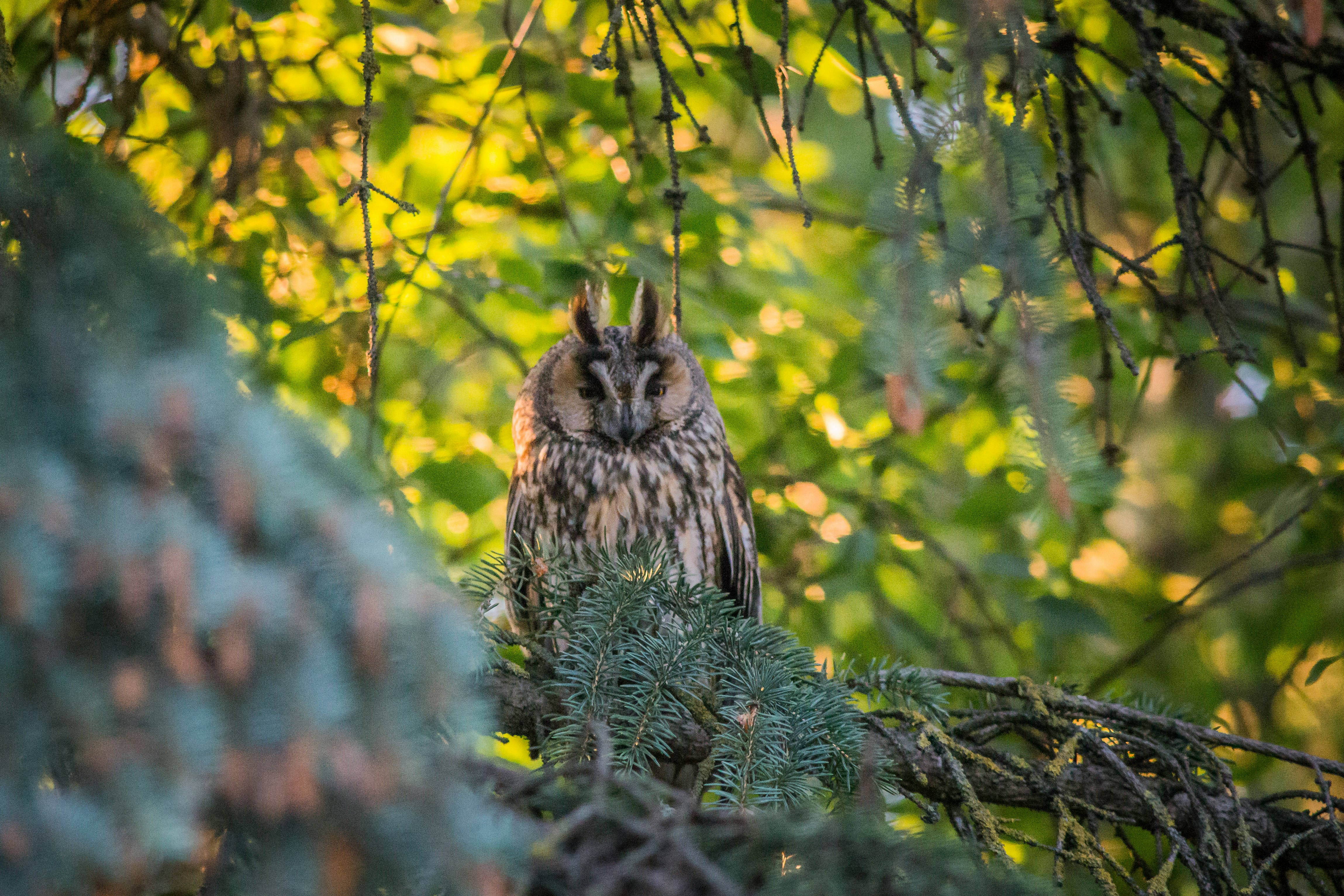 brown owl on tree branch during daytime